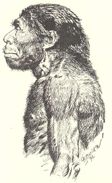 Obr. 36. Kresebná rekonstrukce neandertálce podle Z. Buriana (podle Mazák 1977). E. Lartet. Moustérien byl dlouhou dobu synonymem pro střední paleolit.