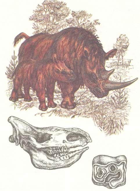 donta antiquitatis), polární liška (Alopex lagopus), rosomák (Gulo borealis), sob (Rangifer tarandus), pižmoň (Ovibos moschatus), lumíci (Lemmus sp., Dicrostonyx sp.), svišť (Marmota sp.