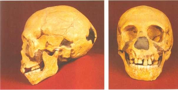 žící 61 kg (v tomto případě jde ovšem o váhu celkovou, nutriční využití se vypočítává z váhy po odstranění kostí a kůže), by na dobu dvou dnů představovaly dostatečný kalorický potenciál pro