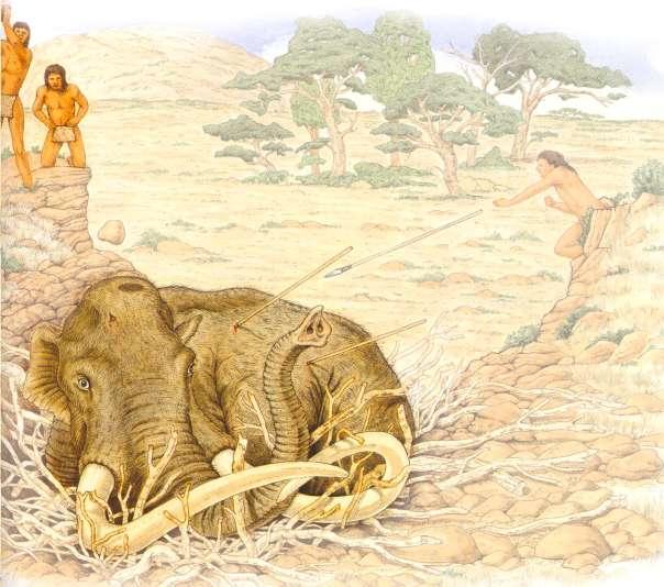 pro starý paleolit je zřejmé, ţe v této době byl jiţ člověk velmi výkonným lovcem se schopností účinného získávání potravy ţivočišného původu. Obr. 5.