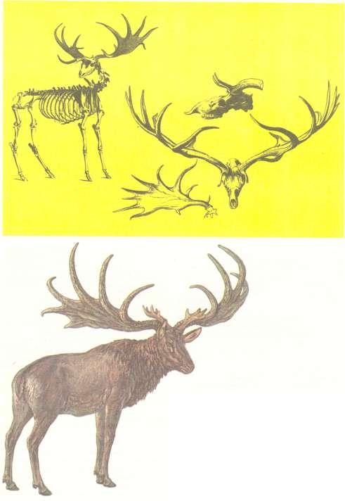 Obr. 9. Megaloceros giganteus, vymřelý obyvatel otevřené bezlesé krajiny (podle Fejfar 1989).