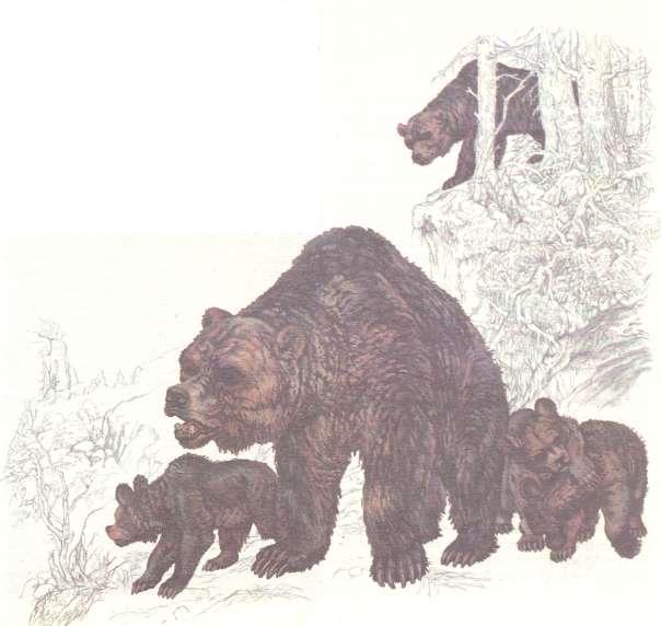 to dokládají četné doklady ze středního paleolitu, kdy jeskynní medvědy lovili neandertálci.