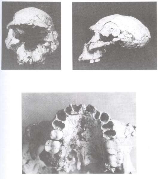 Obr. 15. Dmanisi, části lebek gruzínského Homo ergaster, nesoucí název Homo georgicus (podle Gabunia et al. 2000). nými různými směry.