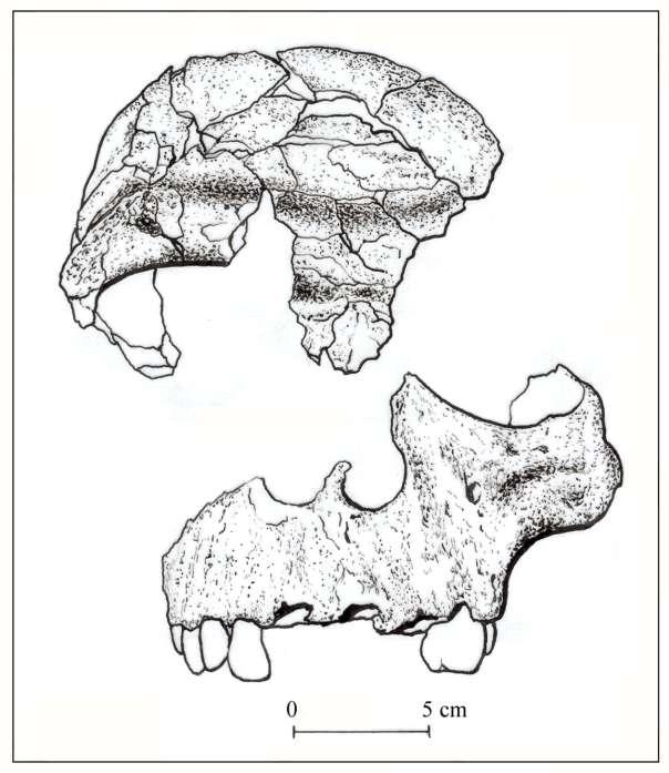 Obr. 17. Atapuerca, Gran Dolina ve Španělsku. Zlomky lebky lidského druhu Homo antecessor (podle Arsuaga et al. 2001).