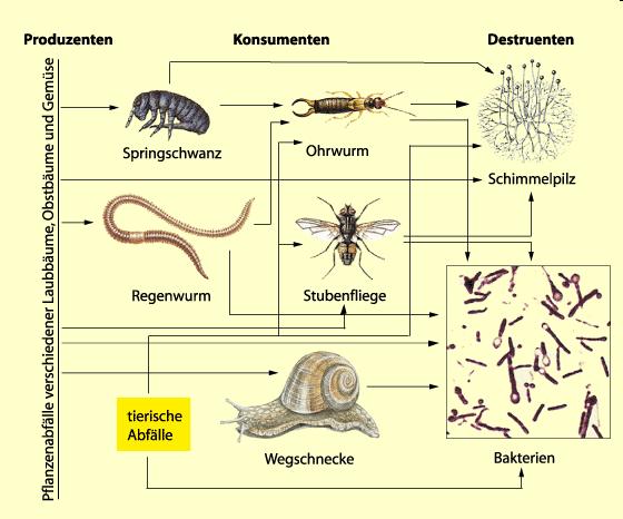 Potravní síť v půdě (velmi zjednodušené) producenti konzumenti destruenti Rostlinný odpad: listí listnatých stromů a bylin chvostoskok žížala živočišné zbytky hlemýžď