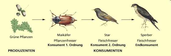 Autotrofní ( pastevně-kořistnický ) potravní řetězec (grazing food chain, herbivore food chain) zelené rostliny chroust