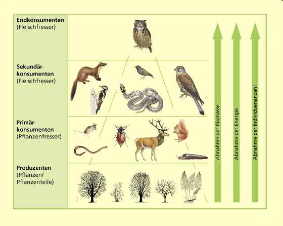 Trofická (potravní) pyramida Pedobiologie: saprotrofní potravní řetězec Vrcholoví konzumenti (masožravci) Sekundární konzumenti (masožravci) Primární