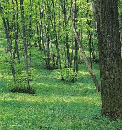 zestárlá pařezina foto Jiří