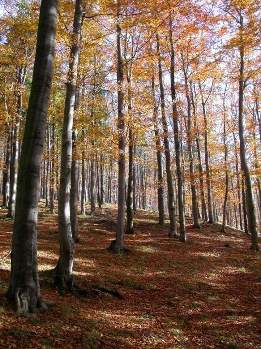 Bučiny