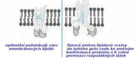 Poškození rostlin chladem Mnoho tropických a subtropických rostlin, u nás pak některé užitkové rostliny původem z teplejších oblastí (např.