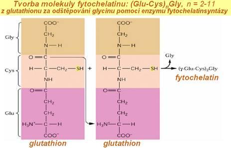 některé trávy) mohou především značně znesnadňovat vstup toxických iontů do cytosolu, a to jednak vylučováním organických kyselin do rhizosféry, sorpcí na pektinové látky v buněčných stěnách, a