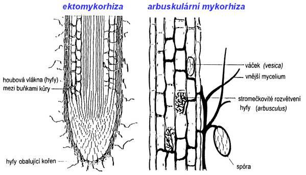jak bylo v nedávné době bezpečně prokázáno. To může být velmi výhodné např. pro mladé semenáčky stromů, pokud vyrůstají v silně zastíněných podmínkách a mají tudíž nedostatek asimilátů.