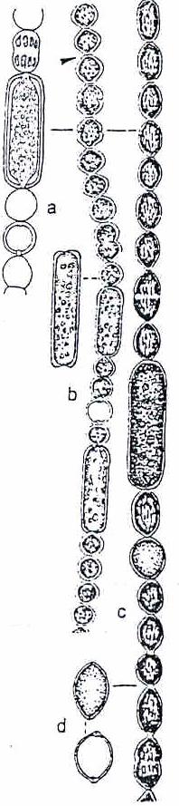 Anabaena