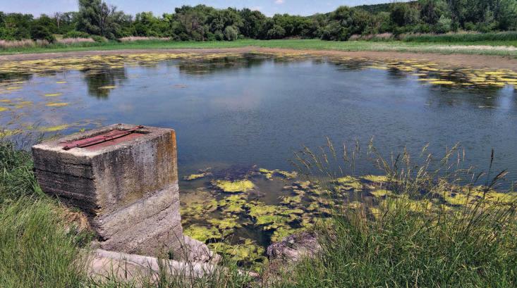 Dolní mušlovský rybník, pohled z hráze dne 13. června 2017. Vodní hladinu pokrývají porosty vláknitých řas. (foto Vlastimil Sajfrt) obnažená dna, např.
