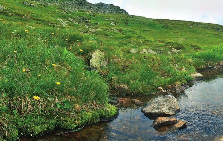 nových druhů. Obecně se tedy zdá, že většina těchto hub bude ve skutečnosti specializovaná jen na jeden konkrétní druh nebo rod mechorostu.