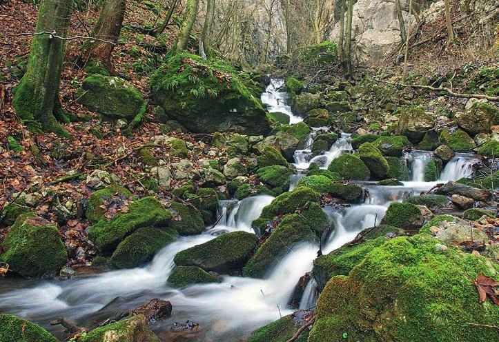 druhů. Větvení fylogenetického stromu získaného na základě molekulárních dat totiž u některých linií poměrně přesně kopíruje strom patřící jejich hostitelům.