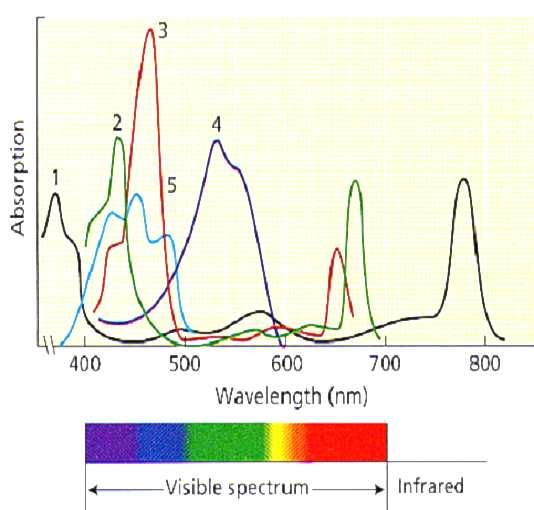 Absorpční spektra fotosyntetických barviv (= účinnost pohlcování fotonů příslušné