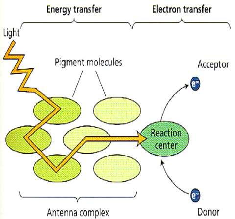 Absorpce fotonu v anténních komplexech - přenos energie FRET (Förster resonance energy transfer) mezi molekulami pigmentů (karoteny chl b chl a) - mnoho molekul chlorofylu (a,b) a jiných pigmentů
