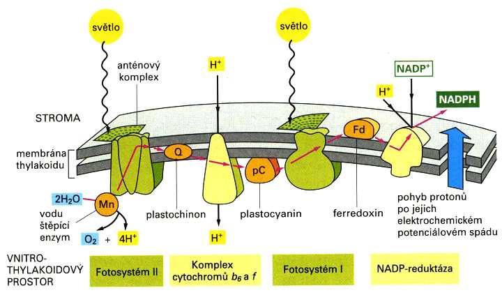 Necyklický přenos elektronů - propojení komplexů