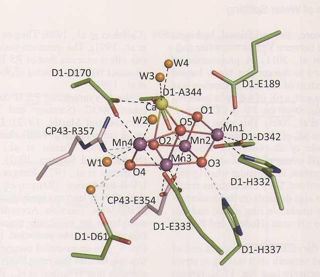 Komplex štěpící vodu ve fotosystému II (OEC=WOC) Funkce OEC: - poskytování elektronů do P680+ z klastru Mn 4 O x Ca (Cl) - doplnění elektronů rozkladem 2 molekul vody (uvolnění O 2 ) - H + - postupné