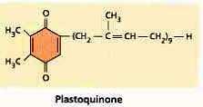 Plastochinon první mobilní přenašeč elektronů Pool plastochinonu v membráně (všechny přítomné molekuly)
