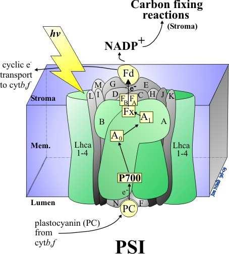 PS I Redukce ferredoxinu silného redukčního činidla redukce NADP+, (ferredoxin-nadp+ reduktáza) thioredoxinu,