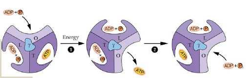 Syntéza ATP ATP synthase (CF