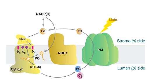 Přenos elektronů Mehlerova reakce: 1. Necyklický (tvorba NADPH + ATP) O 2 +2e+2H + H 2 O 2 H 2 O 2. Cyklický (tvorba ATP) - ferredoxin:pq reductase (FQR) donor feredoxin (NADPH + ) 3.