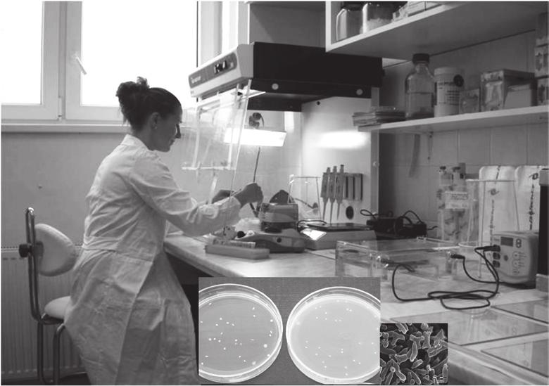 Výzkumná činnost je orientována na čtyři hlavní oblasti: mikrobiologie trávicího traktu a mléčných výrobků se zvláštním zřetelem na bifidobakterie, půdní mikrobiologie, hodnocení kvality krmných