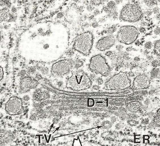 Endozóm rostlinné buňky: Časný endozóm je TGN MVB TGN Recyklující endozóm:?