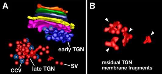 TGN časný endozóm TGN často fragmentuje ve volný/pozdní TGN, který se pohybuje cytoplazmou a