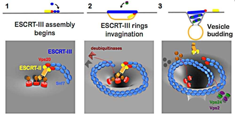 Pučení intraluminálních váčků do MVB zajišťuje skupina ESCRT proteinů 1 1 ESCRT:
