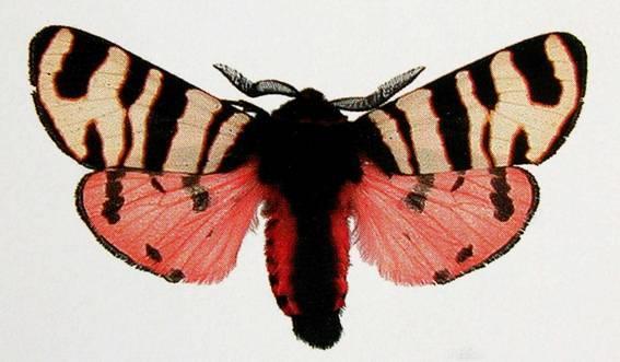Vymřelé druhy motýlů na