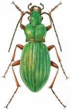 Střevlíkovití (Carabidae) Poměrně