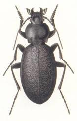 jamkovaný (Calosoma auropunctatum)