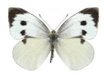 Denní motýli (Rhopalocera) Jednoduchá metodika sledování Relativně snadná