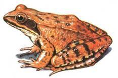 Ropucha zelená (Bufo viridis)