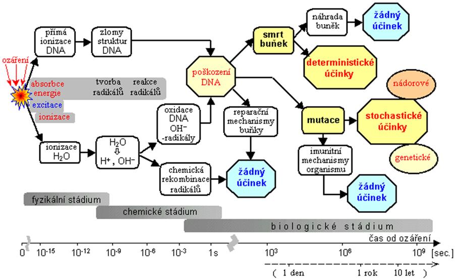 Obr. 2.2: Biologické účinky IZ, převzato z [1] 2.2 Vznik obrazu Základní princip je založen na zeslabování svazku rentgenového záření při průchodu vyšetřovaným objektem.