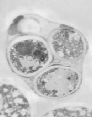 2) Druhy zkvašující glukosu a sacharosu (S. kluyveri, S. chevalieri) 3) Druhy zkvašující glukosu a maltosu (S. norbensis, S. oleaginosus) 4) Druhy zvašující maltosu a sacharosu (S. heterogenicus, S.