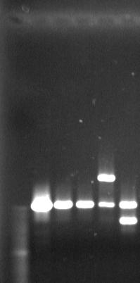 ITS 1 5 - TCCGTAGGTGAACC GCGG-3 ITS 4 5 - TCCTCCGCTTATTGATATGC-3 Tyto primery se prokázaly jako vhodné pro testované druhy kvasinek a byly použity pro amplifikaci DNA metodou PCR.