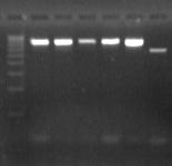 DS 13 14 15 16 17 18 19 20 21 22 23 24 NK DS 800 bp 600 bp Obr.