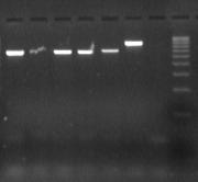 mucilaginosa, 24 Saccharomyces cerevisiae typový, NK negativní kontrola, DS délkový standard 100 bp Na elektroforeogramech po PCR je zřetelné, že u kvasinek