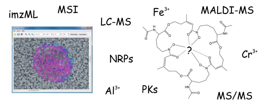 CycloBranch http://ms.biomed.cas.