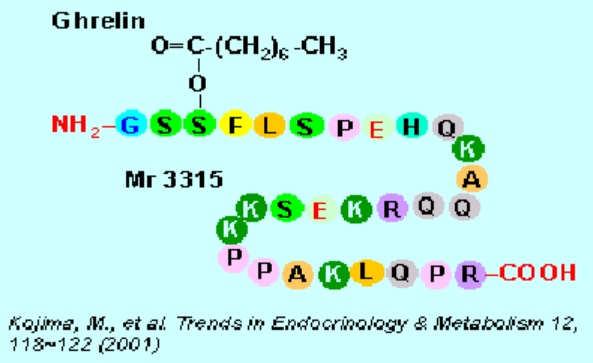 v hippocampu, v hypofýze, gyrus dentatus, substantia nigra a některých dalších oblastech CNS (Bennet a kol. 1997).