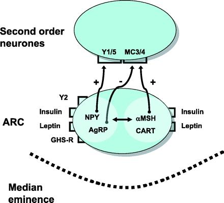 Obrázek 2 ARC (nucleus arcuatus) a centrální kontrola příjmu potravy; CART - cocaine- and amphetamine-regulated transcript, MSHs - melanocyte-stimulating hormones, MC3/4 - melanocortin 3 and