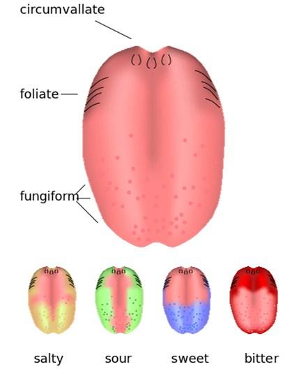 2.3.3 Rozmístění chuťových receptorů na jazyku Dle Trojana 12 jsou chuťové receptory do určité míry specializovány. Rozeznávají čtyři základní chutě: sladkou, slanou, kyselou, hořkou 6.