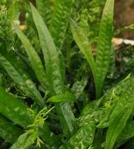 : Echinodoorus Alternanthera Bacopa Cabomba Egeria