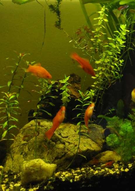 Ludwigia a Bacopa