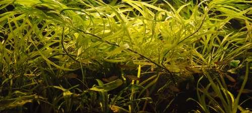 Biologická rovnováha Rovnováha mezi organismy v akváriu (ryby, rostliny, bakterie, řasy.