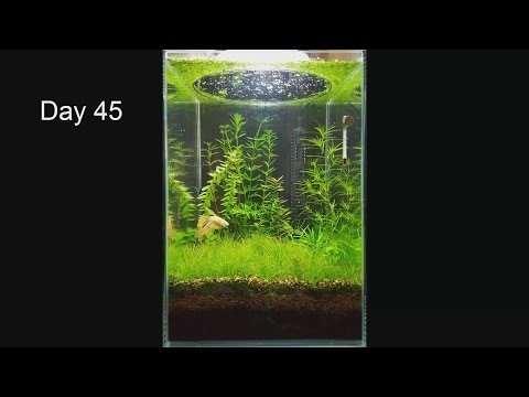 No Filter, No CO2, No Ferts, Mini Planted Tank - 2 Months Progress